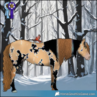 Horse Color:Gray White Spotted Gold Champagne Dun 