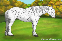 Horse Color:Gray Smoky Black Appaloosa 