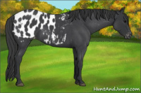 Horse Color:Blue Roan Appaloosa 