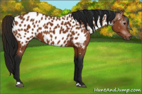 Horse Color:Gray Bay Near Leopard 