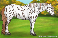 Horse Color:Gray Chestnut Appaloosa 