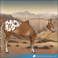 Horse Color:Gray Palomino Appaloosa 
