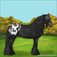 Horse Color:Gray Black Appaloosa 