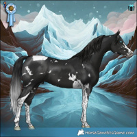 Horse Color:Gray White Spotted Black Splash Tobiano 