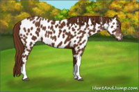 Horse Color:Gray Chestnut Appaloosa 