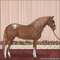 Horse Color:Chestnut Appaloosa