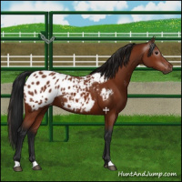 Horse Color:Gray Bay Appaloosa 