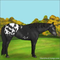 Horse Color:Gray Black Appaloosa 
