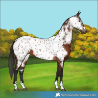 Horse Color:Gray Bay Appaloosa 