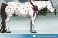 Horse Color:Gray Bay Appaloosa