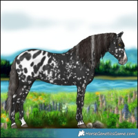 Horse Color:Gray Liver Chestnut Splash Appaloosa 