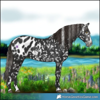 Horse Color:Gray Liver Chestnut Splash Appaloosa 