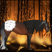 Horse Color:Gray Bay Appaloosa 