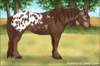 Horse Color:Gray Chestnut Appaloosa 