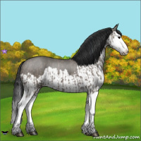 Horse Color:Grullo Sabino Splash  and Grullo Sabino Splash 