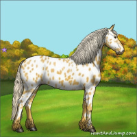 Horse Color:Gray Palomino Appaloosa 