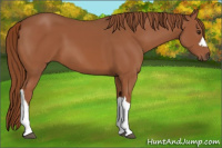 Horse Color:Chestnut 