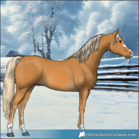 Horse Color:Palomino 