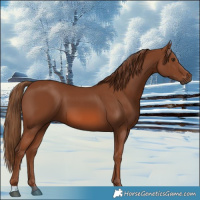 Horse Color:Chestnut 