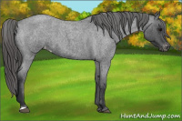Horse Color:Blue Roan Varnish 
