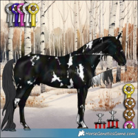 Horse Color:White Spotted Midnight Black 