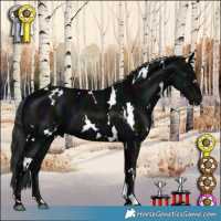 Horse Color:White Spotted Midnight Black 