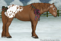 Horse Color:Gray Chestnut Appaloosa