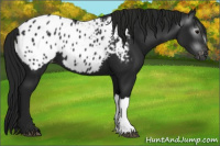 Horse Color:Gray Black Appaloosa 