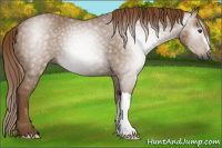 Horse Color:Gray Chestnut 