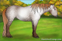 Horse Color:Gray Chestnut 
