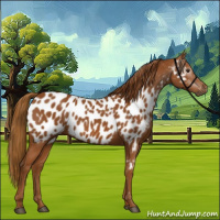 Horse Color:Gray Chestnut Near Leopard 