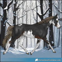 Horse Color:Gray White Spotted Liver Chestnut Mushroom Appaloosa