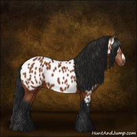 Horse Color:Gray Bay Appaloosa 