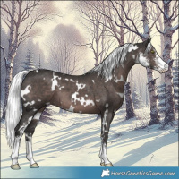 Horse Color:Platinum White Spotted Liver Chestnut Mushroom Sabino 