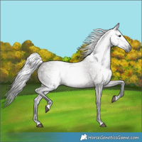 Horse Color:Gray Grullo 