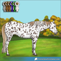 Horse Color:Gray Chestnut Appaloosa 