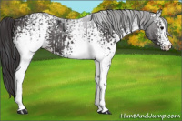 Horse Color:White Spotted Brown  and White Spotted Smoky Black Rabicano 
