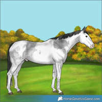 Horse Color:White Spotted Blue Roan Rabicano and White Spotted Blue Roan Rabicano