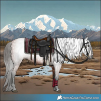Horse Color:Gray Bay