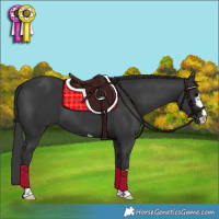 Horse Color:Black 