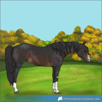 Horse Color:Brown 