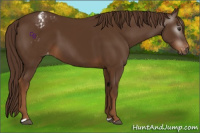 Horse Color:Gray Chestnut Appaloosa 