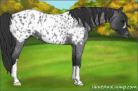 Horse Color:Blue Roan Near Leopard 