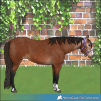 Horse Color:Gray Bay Appaloosa 