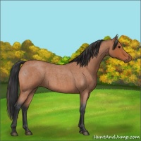 Horse Color:Bay Roan 
