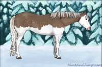 Horse Color:Silver Black Splash 