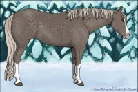 Horse Color:Silver Black Splash 