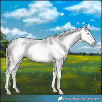 Horse Color:Gray Chestnut Splash Frame  and Gray Chestnut Splash Frame 