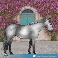 Horse Color:Gray Black 