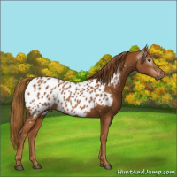Horse Color:Gray Chestnut Appaloosa 